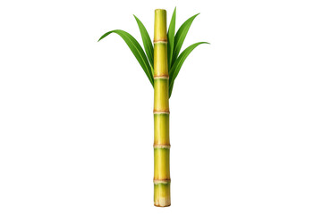 Fototapeta premium Sugarcane stalk growing with green leaves for sugar production, natural sweetener, tropical agriculture plant