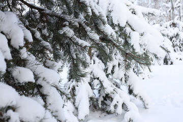 snow-covered branches of coniferous trees. Lots of white snow. Winter landscape