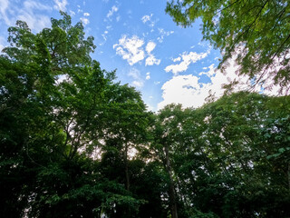 Fototapeta premium Green Forest Trees Framing Blue Sky with Clouds