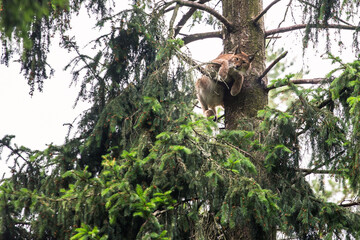 Obraz premium Lynx (Lynx lynx)