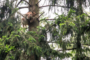  Lynx (Lynx lynx) © Tomas Pikturna