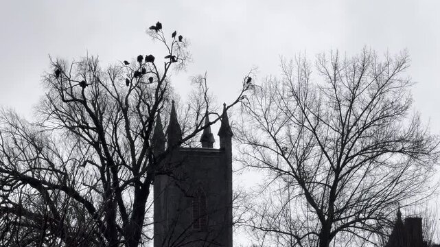 Flock of black vultures perched in a barren tree over church steeple 