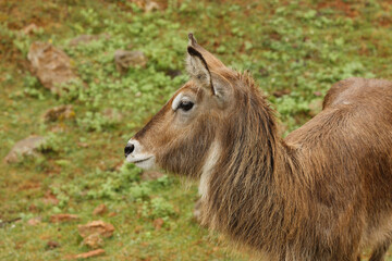 Side view of a juvenile antelope in a green natural environment
