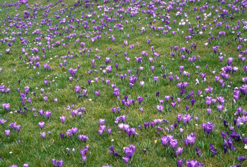Crocus vernus 'Remembrance'
