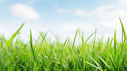 Fototapeta premium Lush green grass swaying gently under bright blue sky with fluffy clouds, creating serene and peaceful atmosphere