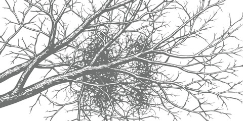 Obraz premium Intricate black and white illustration of bare tree branches in a tangled pattern