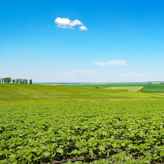Scenic Green Farmland With Fresh Sunflower Seedlings Beneath Clear Blue Sky