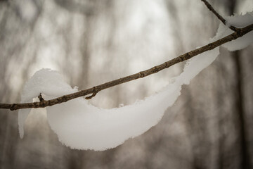 Snow on the branches