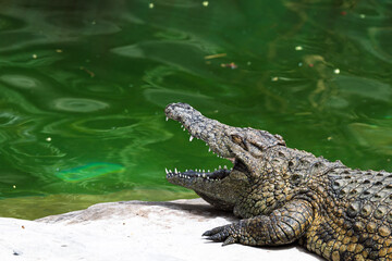 Fototapeta premium alligator in the everglades
