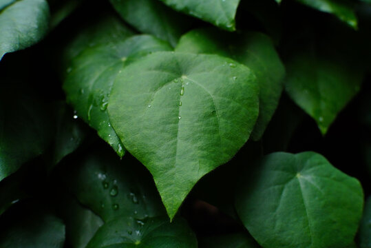 Photo of cincau leaf plant.