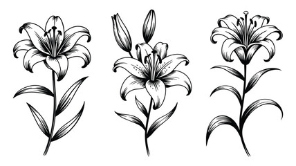 Obraz premium Three detailed black and white of lily flowers with stems and leaves floral botanical bloom