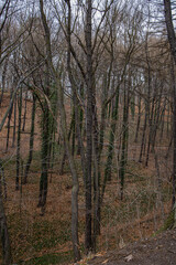 Obraz premium Peaceful nature background suitable for environmental, outdoor and autumn concepts. No people.