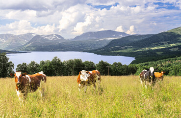 Cows are grazing in a meadow during summer near the lake in Oppdal. The Trollheimen mountains are visible in the background under a blue cloudy sky. Oppdal, Norway
