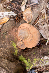 Fototapeta premium Bracket Fungus Growing on Tree Trunk in Forest Floor