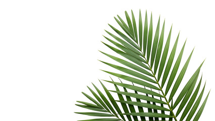 Obraz premium Green Palm Frond Isolated on White Background