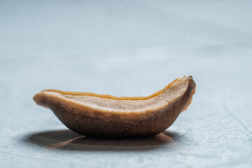 Close-up side profile of a garden slug, showcasing the unique yellow-tinted underside and moist...