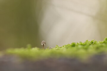 un piccolo fungo nel bosco in autunno