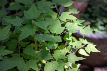 Young Papaya Seedlings with Fresh Green Leaves Growing in Natural Light
