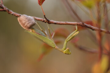 una mantide religiosa in autunno