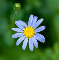 Obraz premium Close up of a kingfisher daisy showing the blue petals and yellow centre. Just above sits an unopened bud