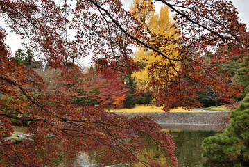 秋の仙洞御所　北池の景色(京都市上京区)