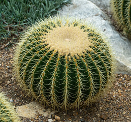 A small Golden Barrel Cactus (echinocactus grusonii). Almost spherical with thick green ribs covered in spikes © Graham