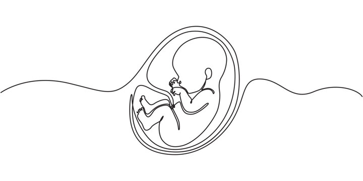 Baby embryo in womb one line drawing. Cute unborn fetus baby on mother womb isolated on white background, Baby embryo in womb in one continuous line drawing. Healthy pregnancy and premature symbol