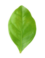 Obraz premium One green cocoa leaf isolated on white