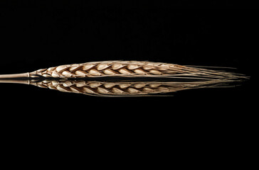 A single golden barley head in closeup with reflection isolated on a black background