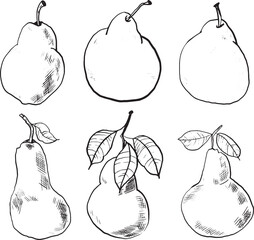 Six hand-drawn pears in various shapes and sizes. Some pears have leaves, showcasing their natural features. The illustration highlights the fruit's unique forms.