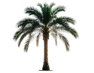 Obraz premium A tall, digitally rendered palm tree, isolated against a black background