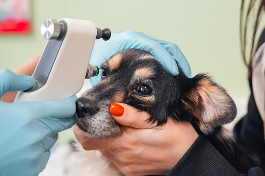 A veterinarian checks a puppy's eye pressure with a tonometer while being held by an owner. The exam takes place in a clean veterinary clinic focused on pet health