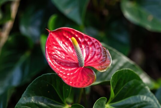 Vibrant red anthurium flower with a prominent yellow-green spadix amidst lush green