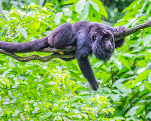 Black Howler Monkey