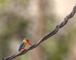Stork Billed Kingfisher