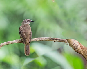 Olive back Bulbul