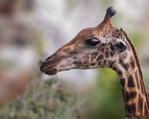 A Giraffe
