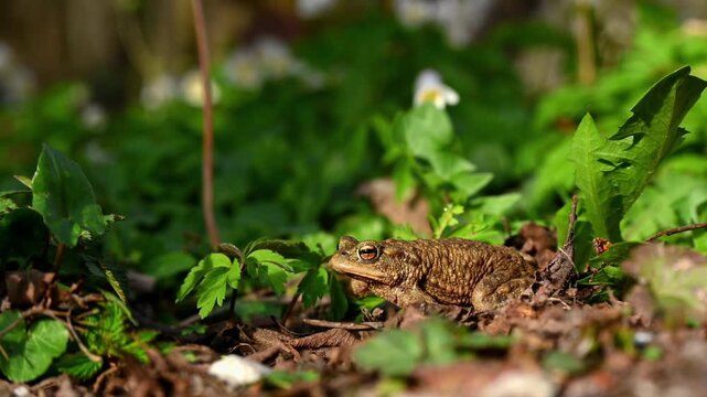 Real Time of One common toad in the forest outdoors in spring. Bufo bufo in Switzerland.