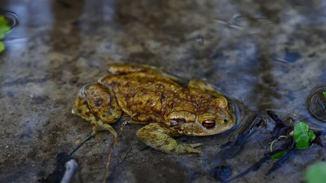 Real Time of One common toad in water outdoors in spring. Bufo bufo in Switzerland. Zoom out.