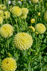 beautiful yellow dahlia HT Sun with flower buds and green leaves