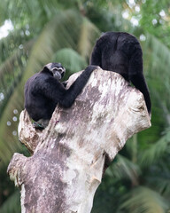 Agile Gibbon on a tree trunk