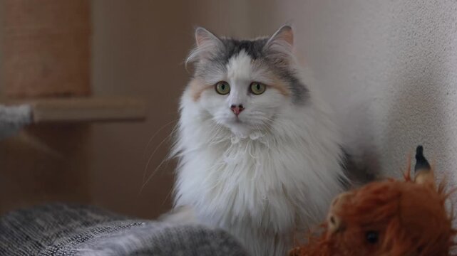 Tricolor longhair cat sitting on sofa backrest in living room, calm indoor pet scene