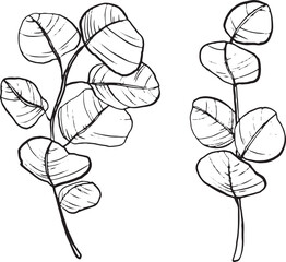 Two hand-drawn eucalyptus branches with oval leaves. The design features a simple, minimalist style suitable for various decorative purposes.