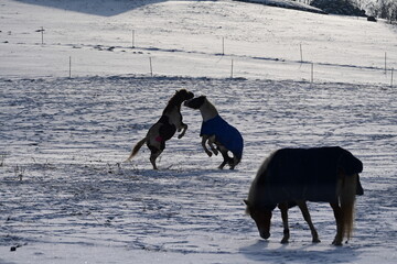2 Pferde steigen spielerisch auf schneebedeckter Koppel
