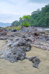 Rocky shoreline at Rajegwesi Beach inside Meru Betiri National Park, featuring coral rocks, calm waves, tropical forest backdrop, and overcast skies along the southern coast of Java.