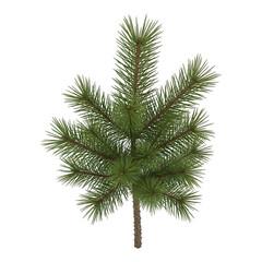 Fototapeta premium Young Pine Tree Sapling Evergreen Plant for Landscape Design, Isolated Subject