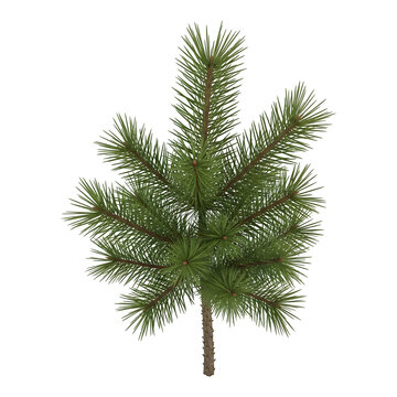 Young Pine Tree Sapling Evergreen Plant for Landscape Design, Isolated Subject