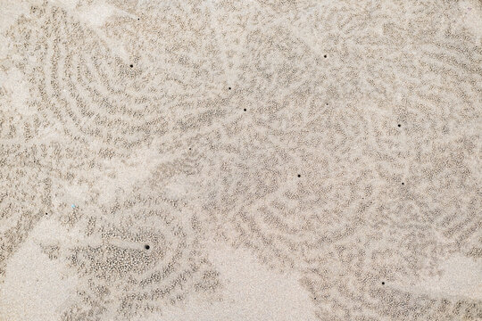 Circular sand patterns created by sand bubbler crabs while feeding on wet beach sand, forming thousands of tiny pellets that resemble natural coastal artwork.