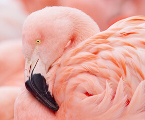 Fototapeta premium Close-up portrait of a Chilean flamingo, Phoenicopterus chilensis showing soft pink feathers, distinctive curved beak with black tip and calm expression, highlighting texture, color and elegant form.
