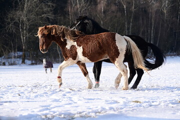 Geschecktes Pferd spielt temperamentvoll mit Rappen auf der schneebedeckten Koppel